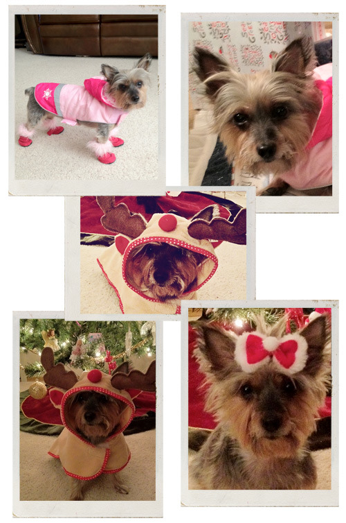 national dress up your dog day, maddie, uggs, cute, costumes, photography, eyeinspire, tami's photos